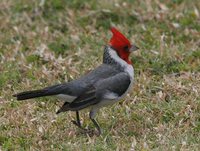 Red-crested Cardinal - Paroaria coronata