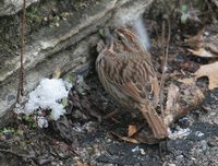 Song Sparrow - Melospiza melodia