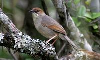 Singing Cisticola