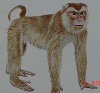 Southern Pig-tailed Macaque (Macaca nemestrina)