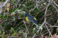 Black-and-yellow Silky-flycatcher