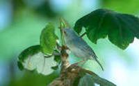 Bicoloured Conebill, Marchantaria Island, Amazonas, Brazil, July 2001 - click for larger image