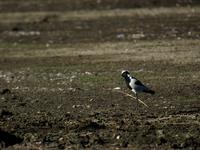 Blacksmith plovers (Vanellus armatus) are fairly common birds in South Africa.