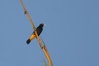 Yellow-rumped  cacique   -   Cacicus  cela   -