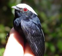 White-crowned manakin, Pipra pipra in Suriname, South America