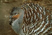 Harlequin Quail