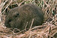 Meadow Vole Microtus pennsylvanicus