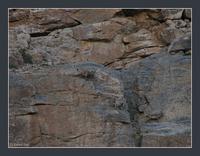 Ibex in habitat - Ladakh