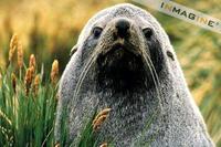 Sub-antarctic Furseal (Arctocephalus tropicalis) photo