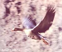 Lesser               white-fronted goose, Anser erythropus