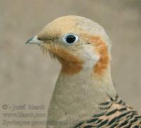 Syrrhaptes paradoxus Palla's Sandgrouse