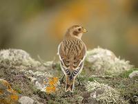 Bruant des neiges             mâle H1. (Plectrophenax nivalis)