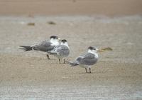 Crested Tern (Sterna bergii)