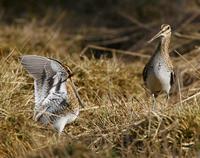 Common Snipe (Gallinago gallinago)