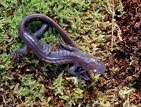 : Ambystoma jeffersonianum; Jefferson Salamander