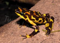 : Atelopus varius; Harlequin Frog