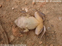 : Bufo ornatus; Ncn