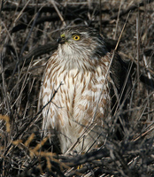 : Accipiter cooperii; Cooper's Hawk