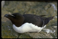 : Alca torda; Razorbill