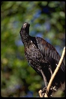 : Anastomus lamelligerus; African Openbill Stork