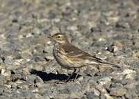 : Anthus rubescens; American Pipit