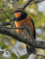 : Ixoreus naevius; Varied Thrush