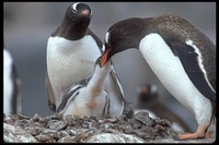 : Pygoscelis papua; Gentoo Penguin