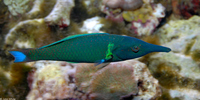 : Gomphosus varius; Bird Wrasse