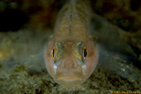 : Lepidogobius lepidus; Bay Goby