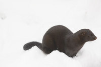 : Mustela vison; American mink