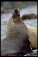 : Neophoca cinerea; Australian Sea Lion