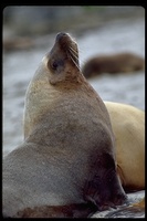 : Neophoca cinerea; Australian Sea Lion