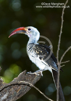 : Tockus erythrorhynchus; Northern Red-billed Hornbill
