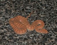 : Acanthophis pyrrhus; Desert Death Adder