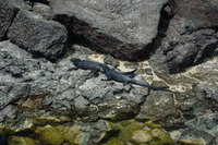 : Amblyrhynchus cristatus nanus; Marine iguana