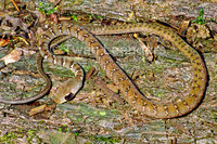 : Dendrophidion vinitor