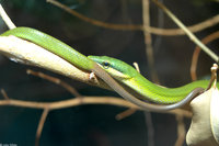 : Gonyosona oxycephela; Red-tailed Ratsnake (juvenile)