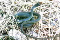 : Masticophis bilineatus; Sonoran Whipsnake