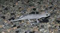 : Strophurus spinigerus; Soft Spiny-tailed Gecko