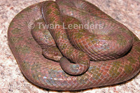 : Tropidophis haetianus
