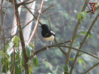 Oriental Magpie-Robin(Copsychus saularis)