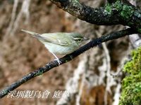 Phylloscopus magnirostris Large-billed Leaf Warbler 烏嘴柳鶯 098-094