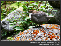 Cinclus cinclus White-throated Dipper 河烏 999-687