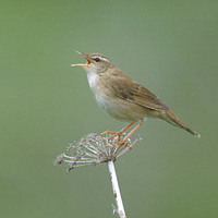 Middendorff's Grasshopper-Warbler (Locustella ochotensis) photo