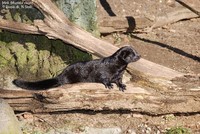 Mink (Mustela vison) Foto/billede af