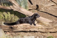 Mink (Mustela vison) Foto/billede af