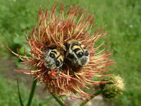 Trichius fasciatus