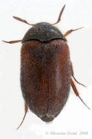 Attagenus smirnovi