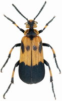 Tetraonyx mniszechi