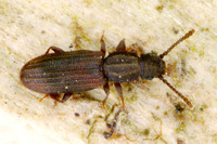 Oryzaephilus mercator - Merchant Grain Beetle